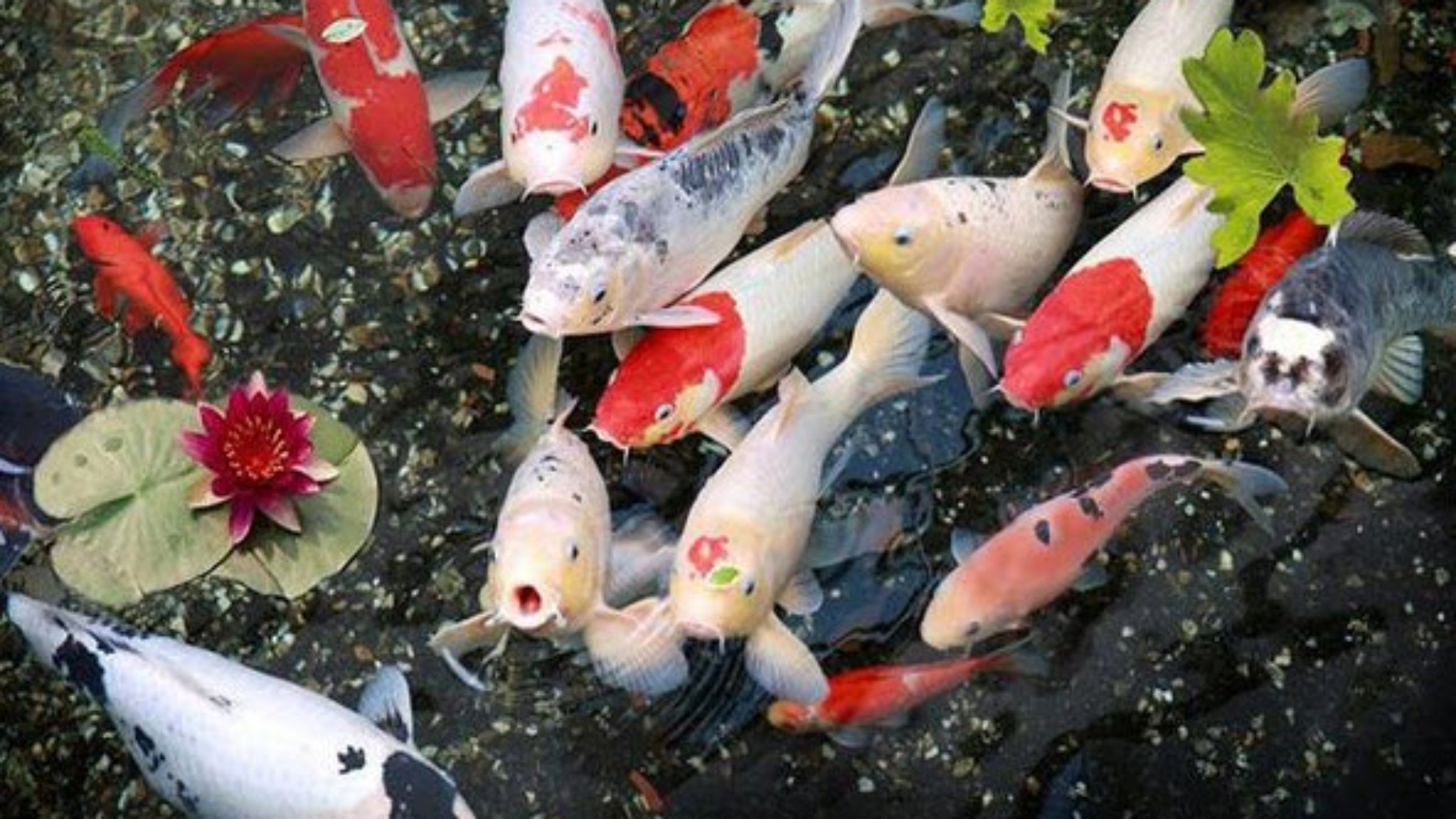 Mơ thấy bắt cá là điềm báo gì? Giải mã giấc mơ mang ý nghĩa tài lộc