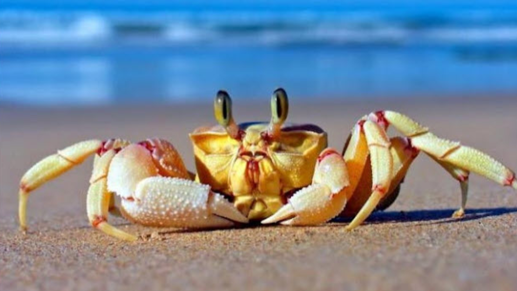 Mơ thấy cua là điềm báo gì? Giải mã giấc mơ mang thông điệp bất ngờ