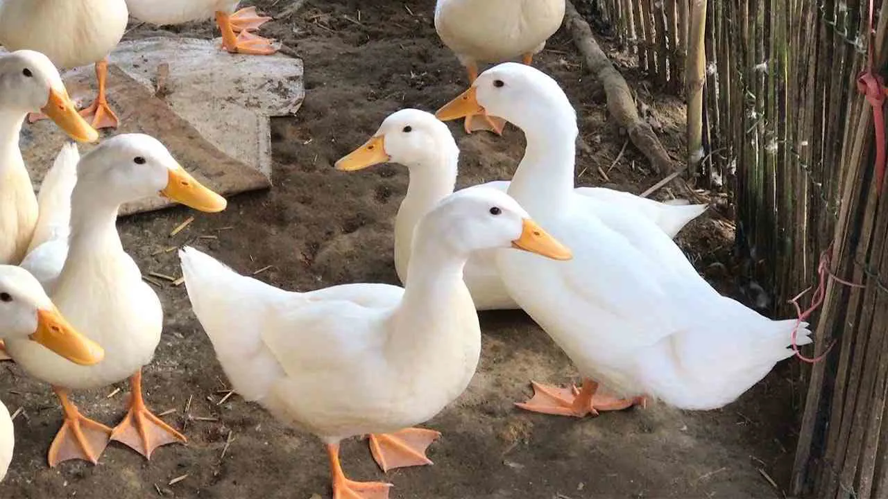 Mơ thấy vịt là điềm báo gì? Giải mã giấc mơ mang thông điệp tài lộc và bình an