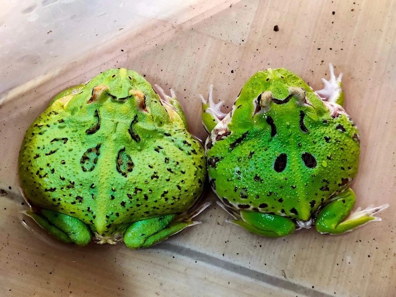 Mơ thấy ếch: giải mã giấc mơ và ý nghĩa theo tâm linh – tâm lý